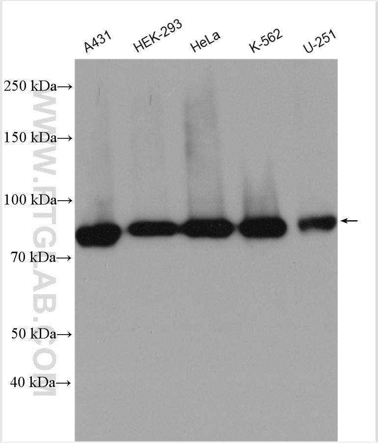 WB analysis using 10526-1-AP