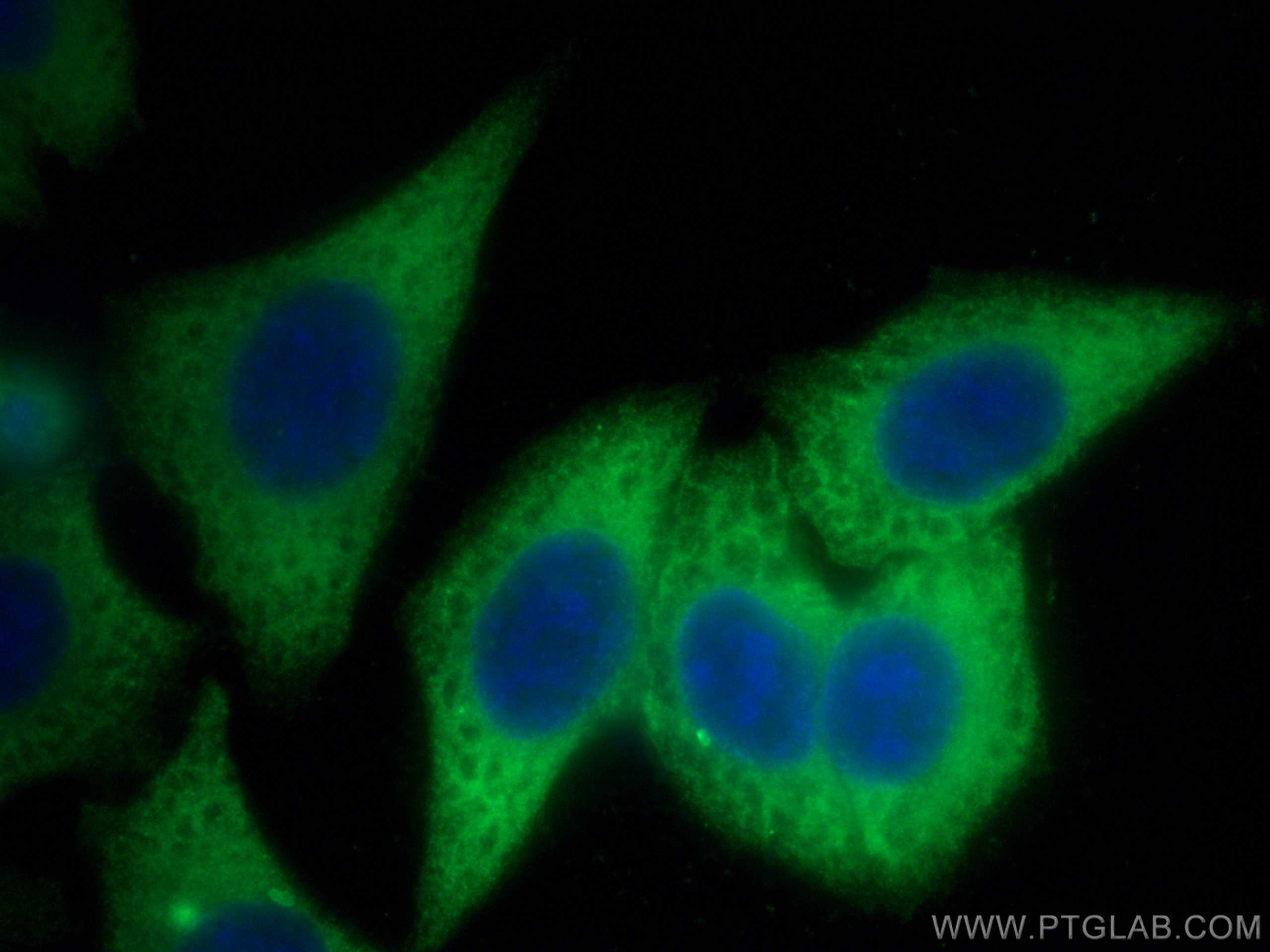 IF Staining of HepG2 using 60073-2-Ig