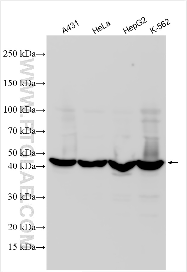 WB analysis using 11661-1-AP