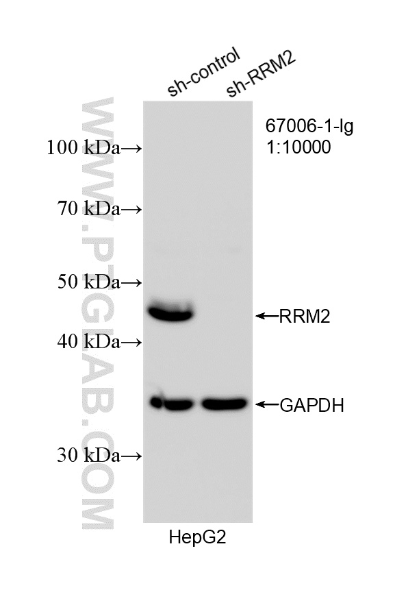 WB analysis of HepG2 using 67006-1-Ig