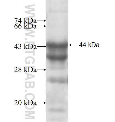 RRP1 fusion protein Ag7381 SDS-PAGE RRP1 fusion protein Ag7381 SDS-PAGE