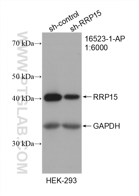 WB analysis of HEK-293 using 16523-1-AP