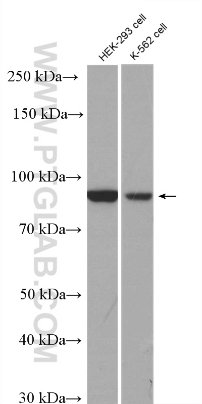 WB analysis of HEK-293 using 27723-1-AP