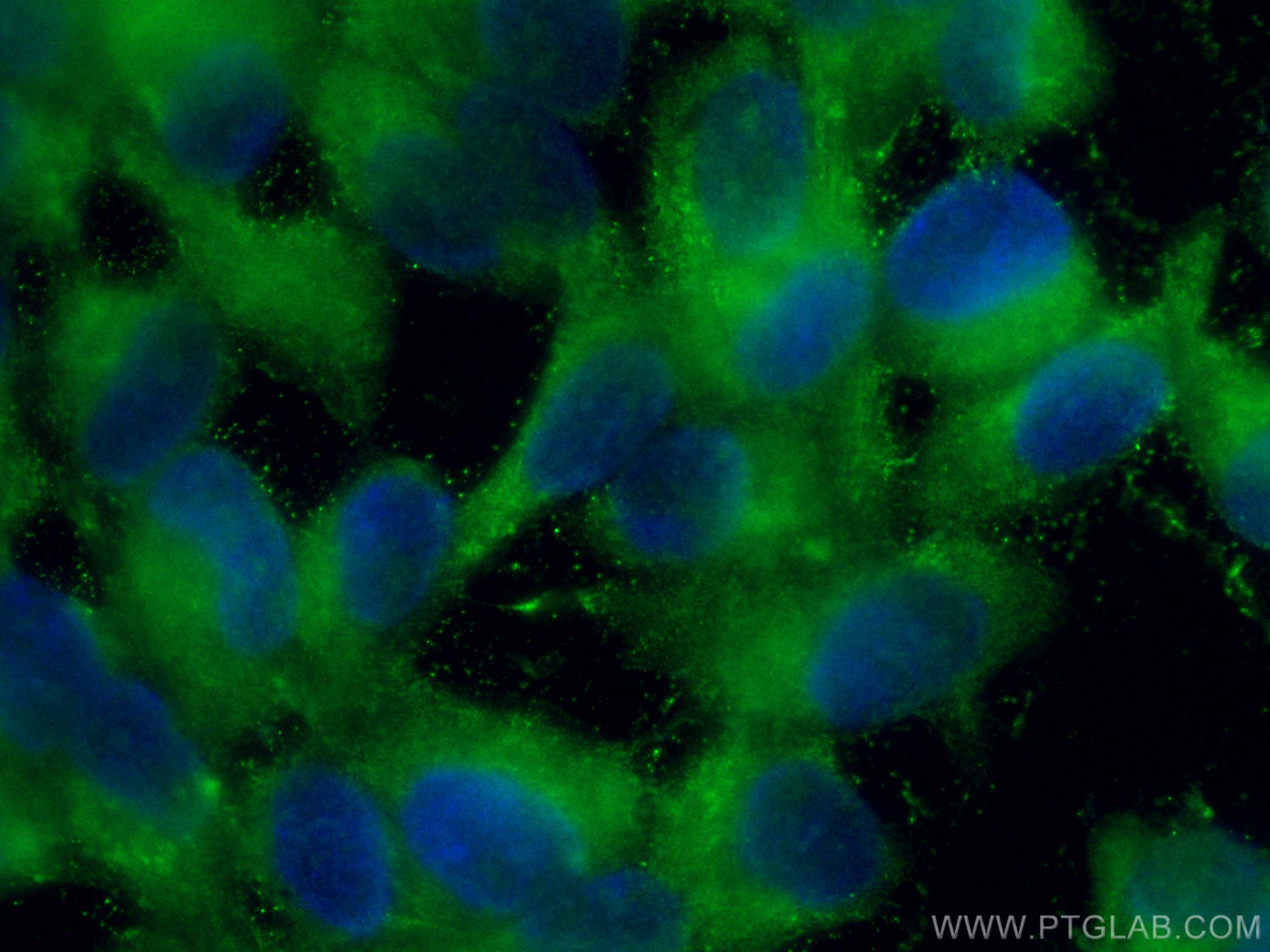 IF Staining of hTERT-RPE1 using CL488-24430