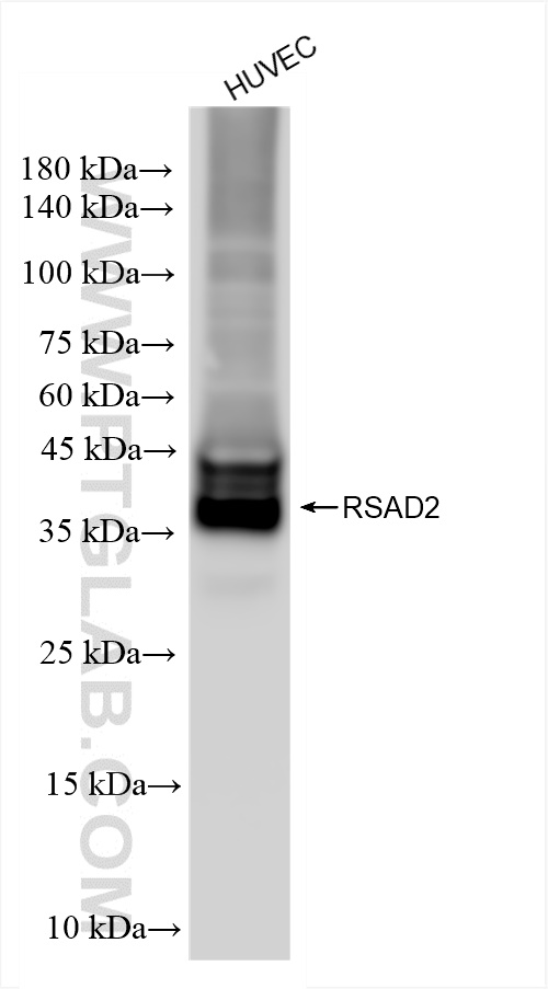 WB analysis of HUVEC using 83563-2-RR