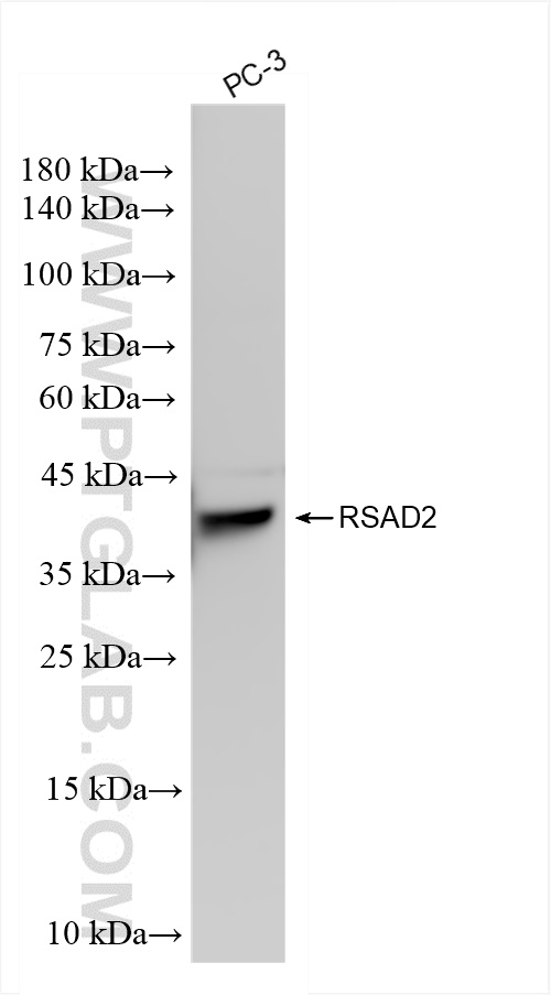 WB analysis of PC-3 using 83563-2-RR