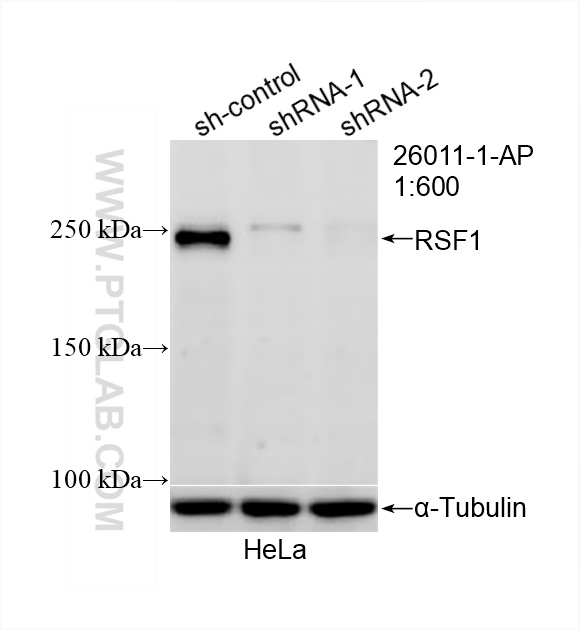 WB analysis of HeLa using 26011-1-AP (same clone as 26011-1-PBS)