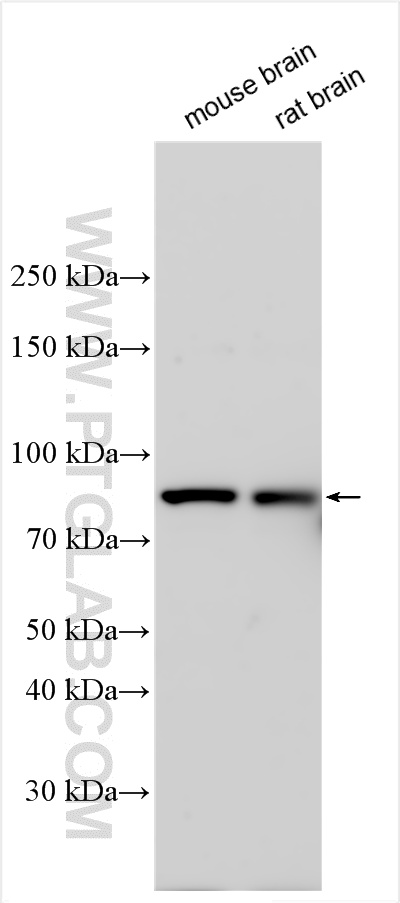 WB analysis using 21877-1-AP