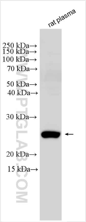 WB analysis of rat plasma using 25348-1-AP