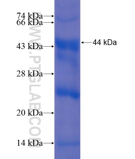 RSPO1 fusion protein Ag21858 SDS-PAGE