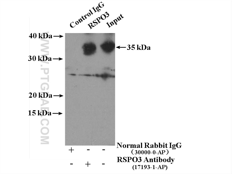 IP experiment of human placenta using 17193-1-AP