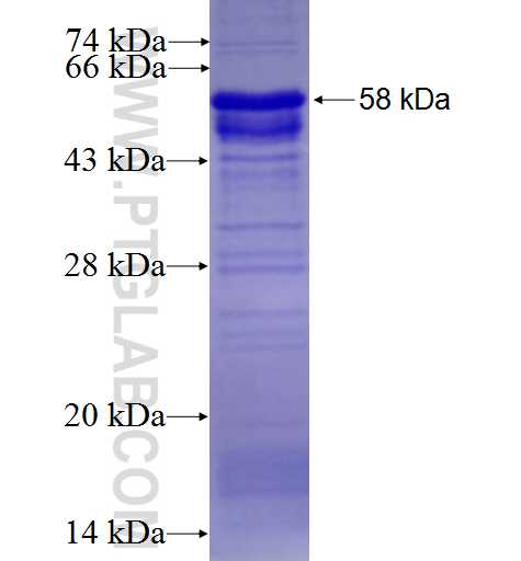 RSPO3 fusion protein Ag9664 SDS-PAGE