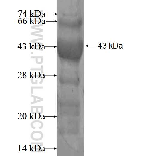 RTKN fusion protein Ag3265 SDS-PAGE