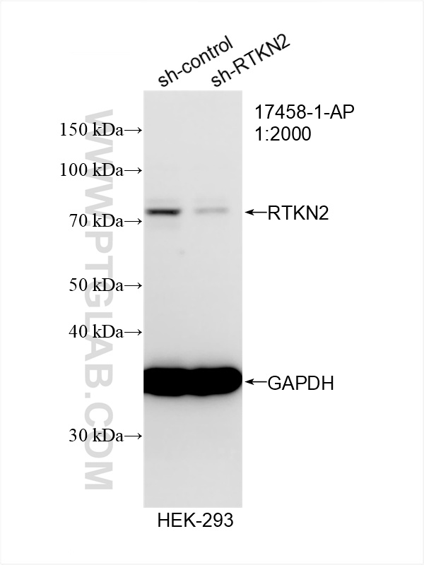 WB analysis of HEK-293 using 17458-1-AP