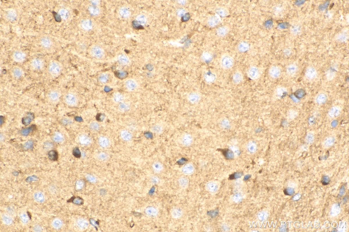 IHC staining of mouse brain using 10950-1-AP