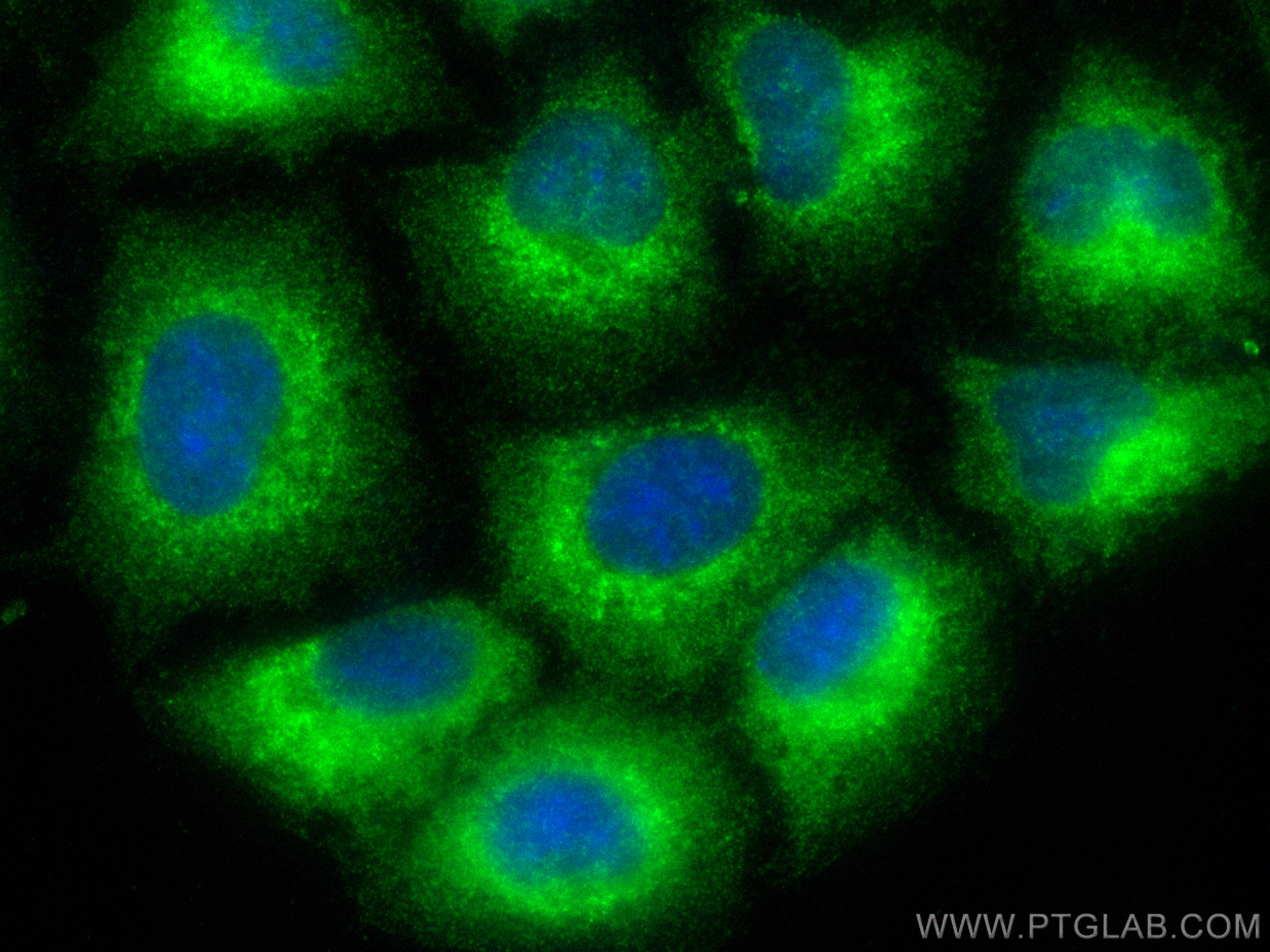 IF Staining of A549 using CL488-10740