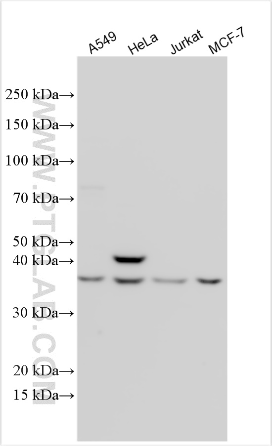 WB analysis using 15636-1-AP