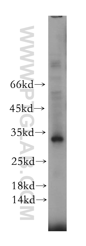 RTP1 Polyclonal antibody