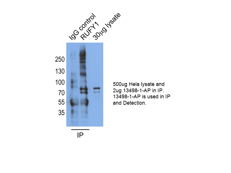 IP experiment of HeLa cells using 13498-1-AP (same clone as 13498-1-PBS)