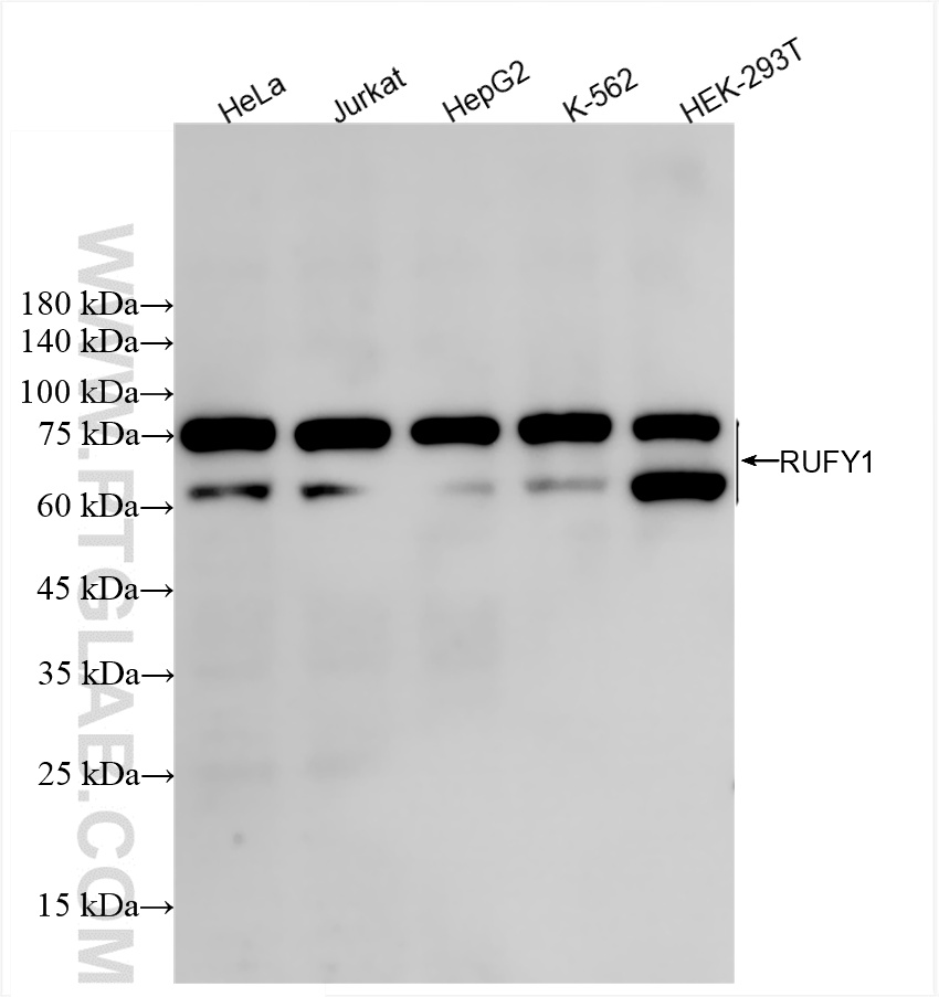 WB analysis using 85839-4-RR (same clone as 85839-4-PBS)