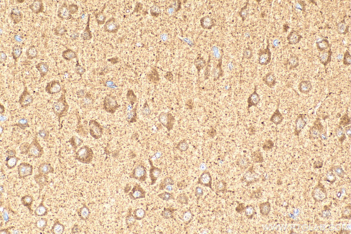 IHC staining of mouse brain using 20531-1-AP