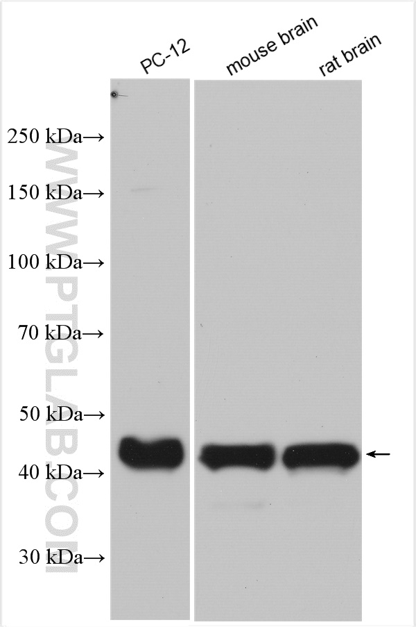 WB analysis using 20531-1-AP