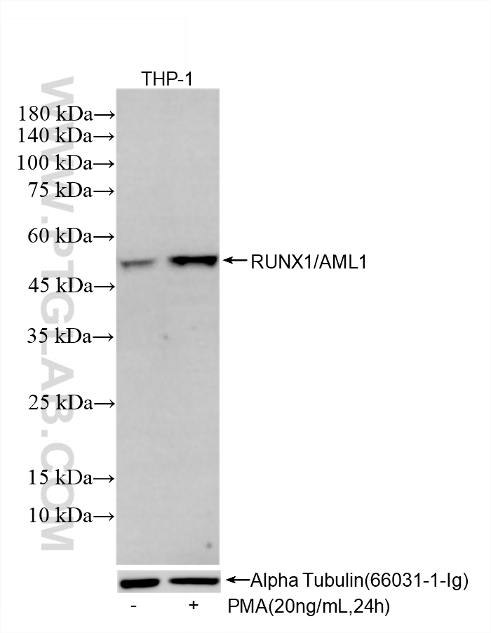 WB analysis of THP-1 using 85325-2-RR