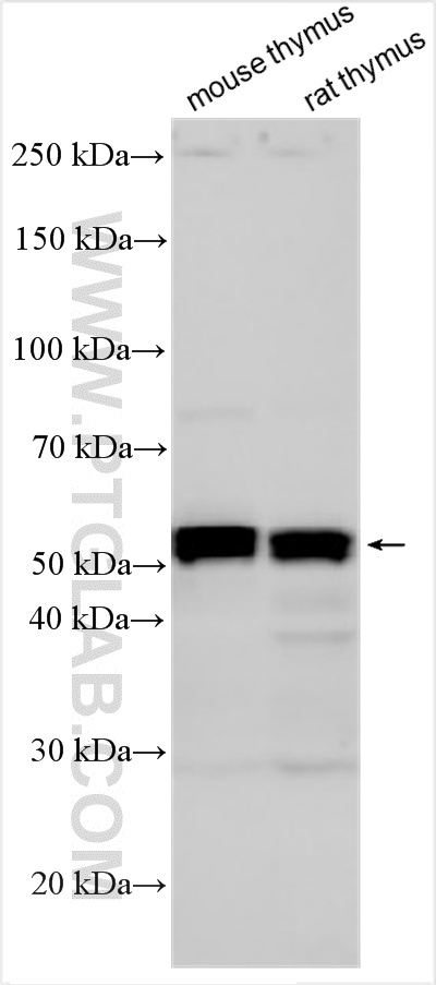 WB analysis using 25315-1-AP