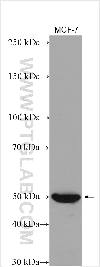 WB analysis using 20700-1-AP