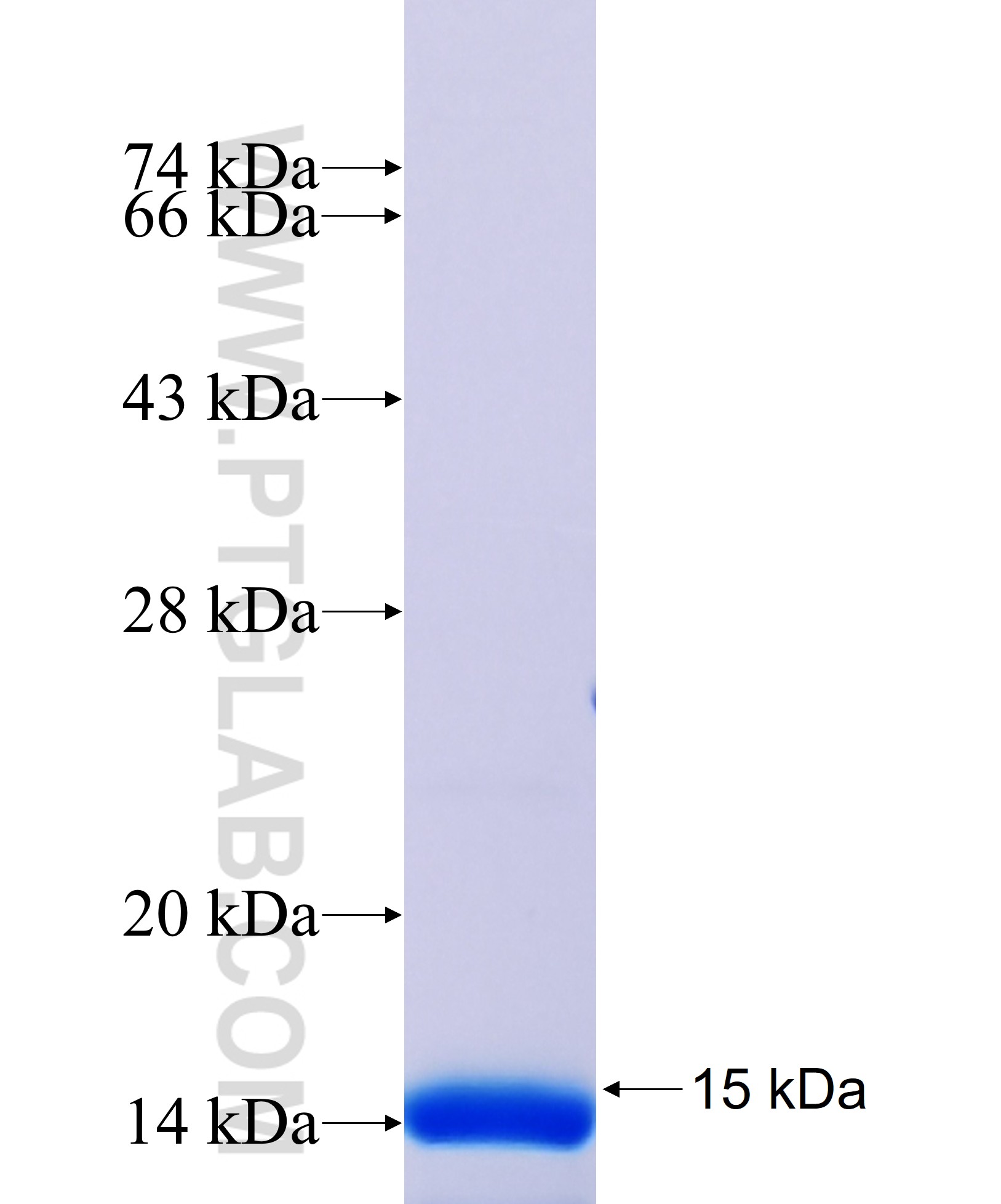 RUNX3 fusion protein Ag30002 SDS-PAGE RUNX3 fusion protein Ag30002 SDS-PAGE