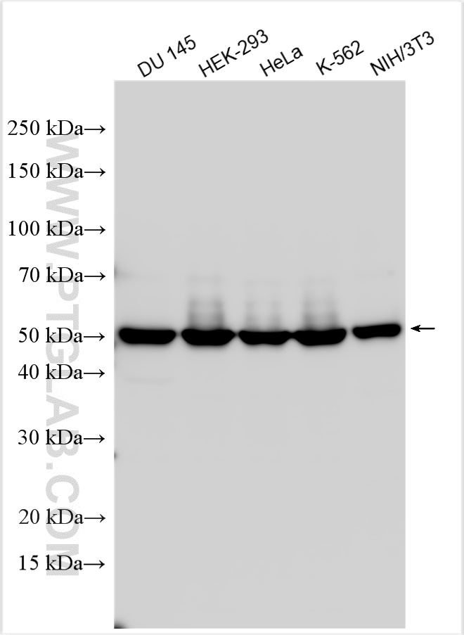 WB analysis using 10210-2-AP