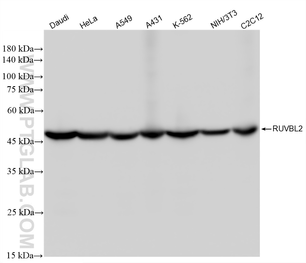 WB analysis using 87557-1-RR (same clone as 87557-1-PBS)