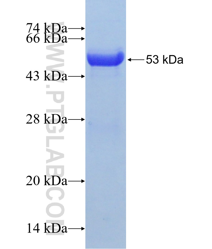 RUVBL2 fusion protein Ag0253 SDS-PAGE