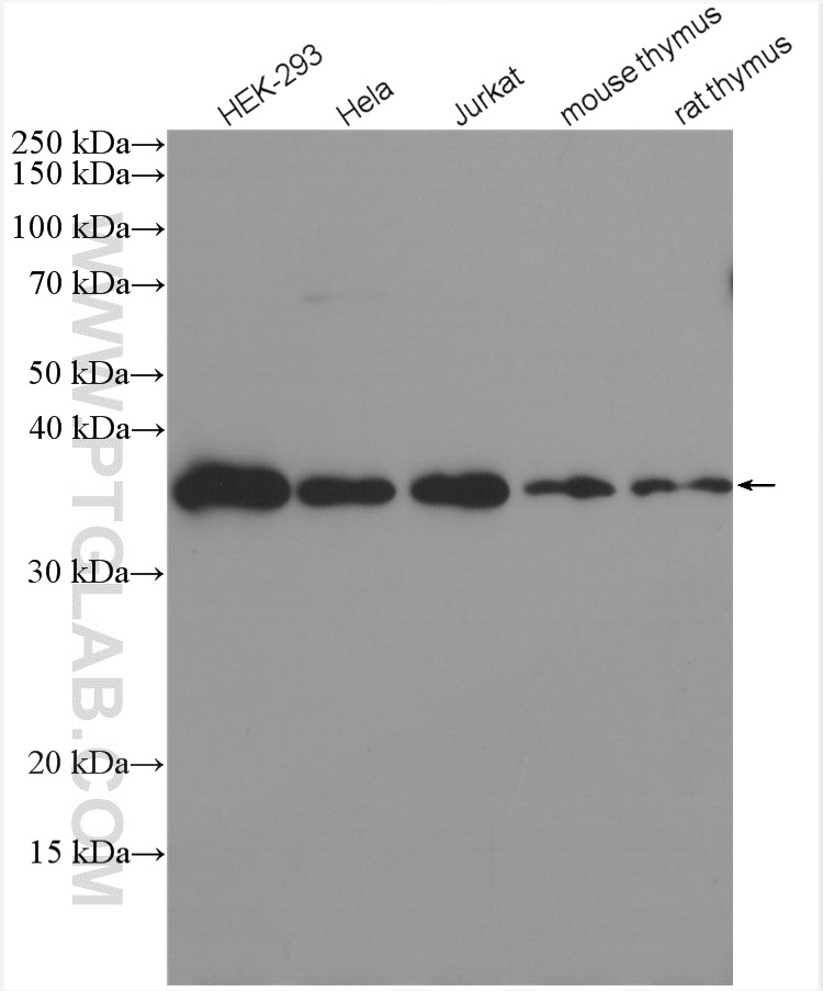 WB analysis using 17036-1-AP