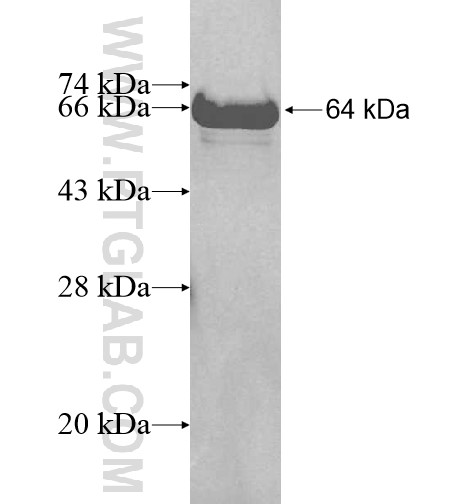 RWDD1 fusion protein Ag10525 SDS-PAGE
