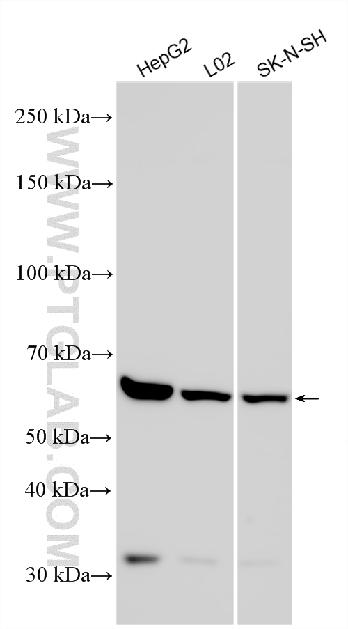 WB analysis using 24798-1-AP