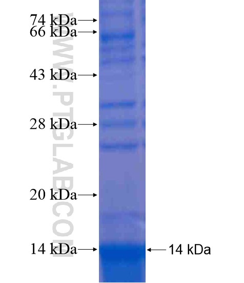 RXFP3 fusion protein Ag20461 SDS-PAGE RXFP3 fusion protein Ag20461 SDS-PAGE