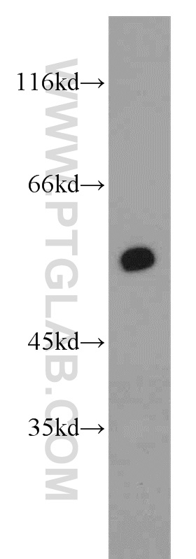 RXRA Polyclonal antibody