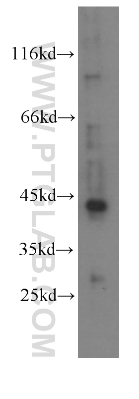 RXRA Monoclonal antibody