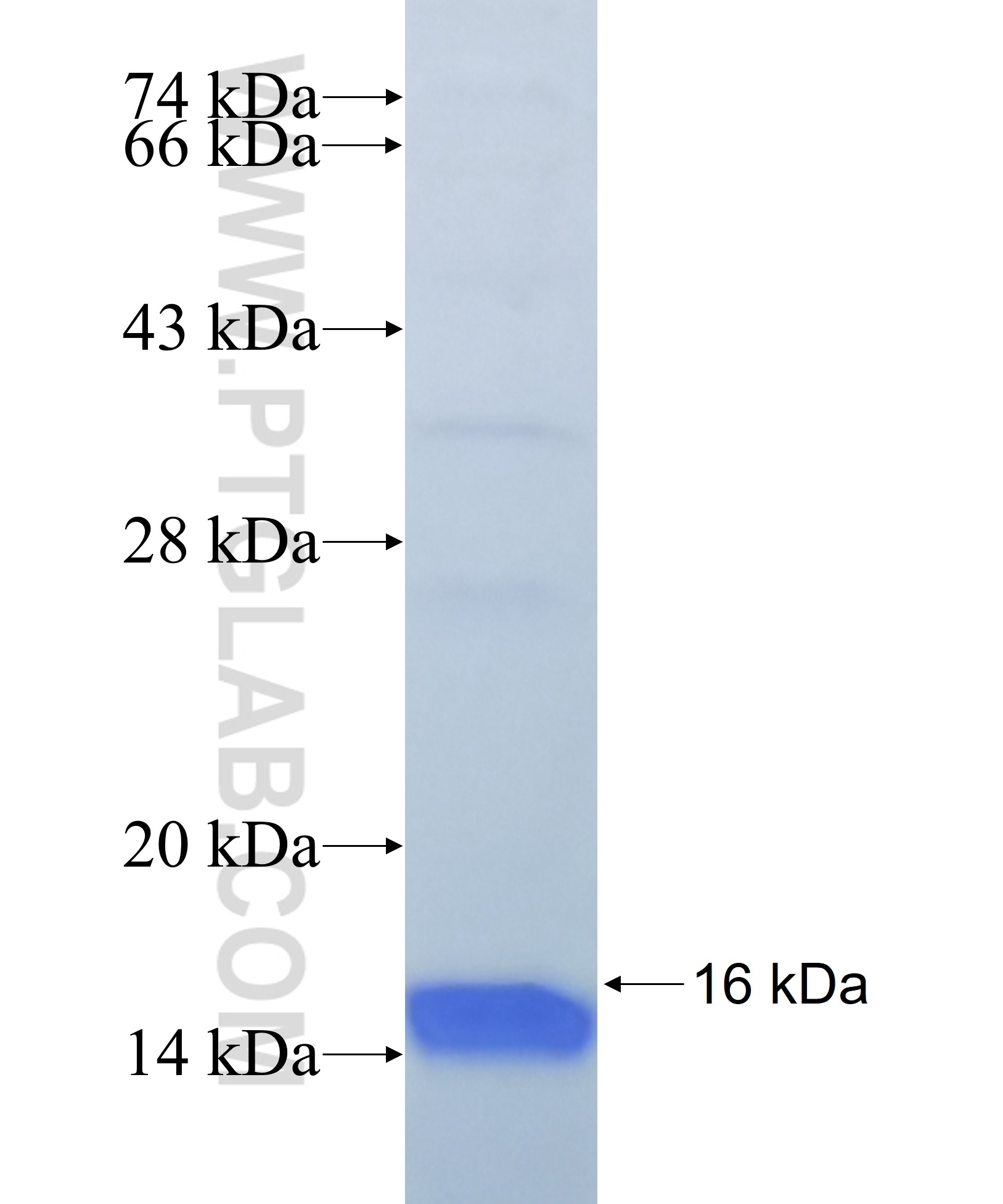 RXRA fusion protein Ag29251 SDS-PAGE