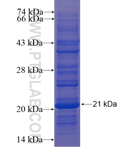 RXRA fusion protein Ag13182 SDS-PAGE RXRA fusion protein Ag13182 SDS-PAGE