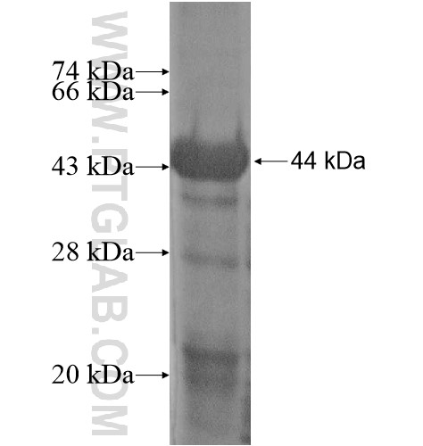 RXRA fusion protein Ag15547 SDS-PAGE RXRA fusion protein Ag15547 SDS-PAGE