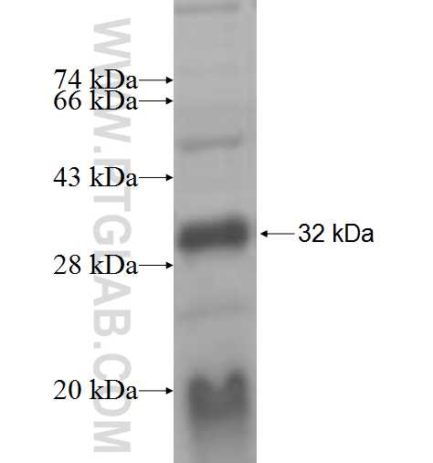 RXRB fusion protein Ag6311 SDS-PAGE