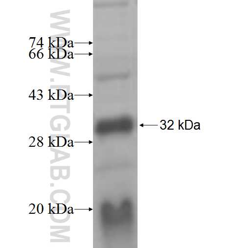 RXRB fusion protein Ag6311 SDS-PAGE RXRB fusion protein Ag6311 SDS-PAGE