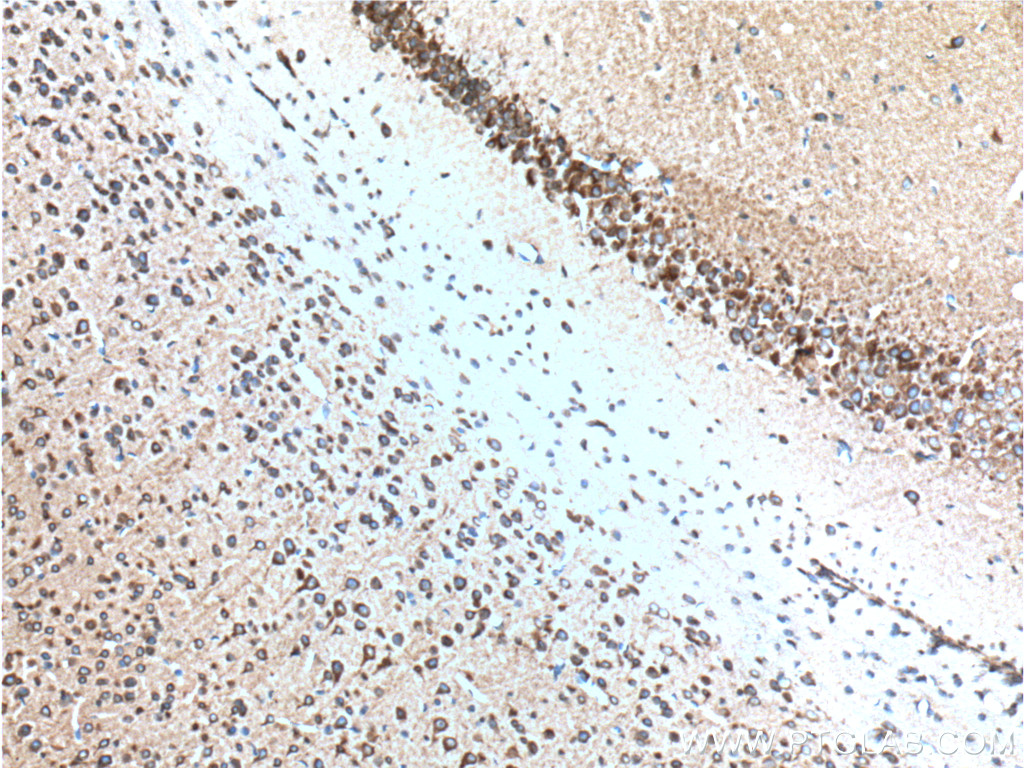 IHC staining of mouse brain using 26968-1-AP