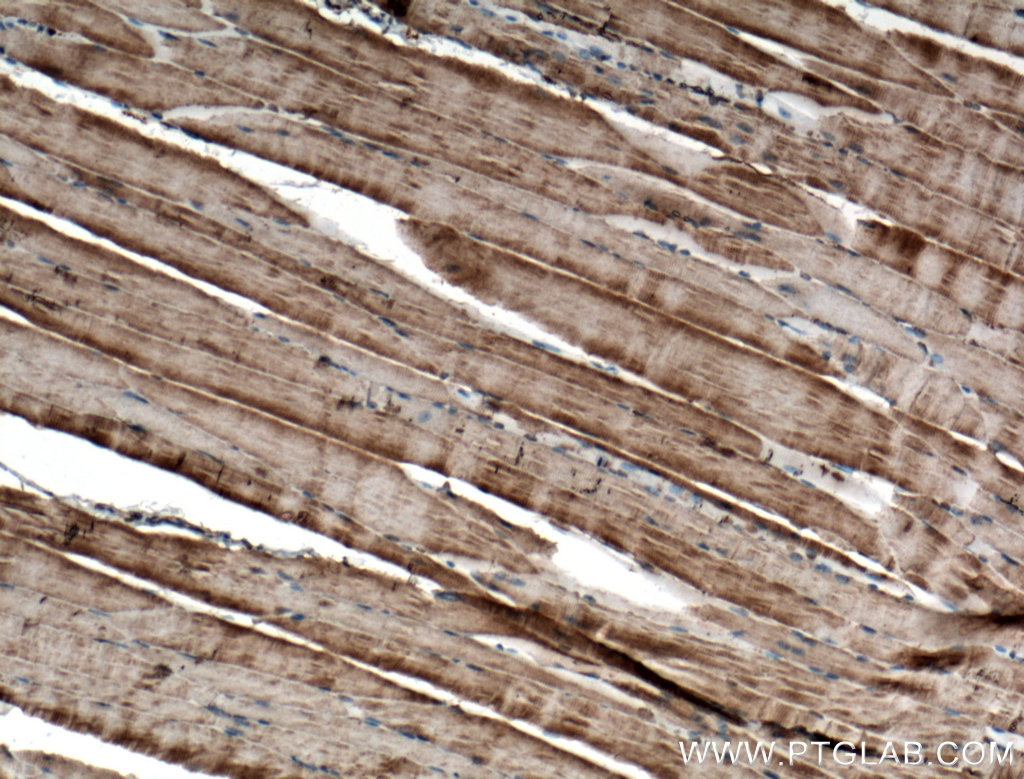 IHC staining of mouse skeletal muscle using 66539-1-Ig