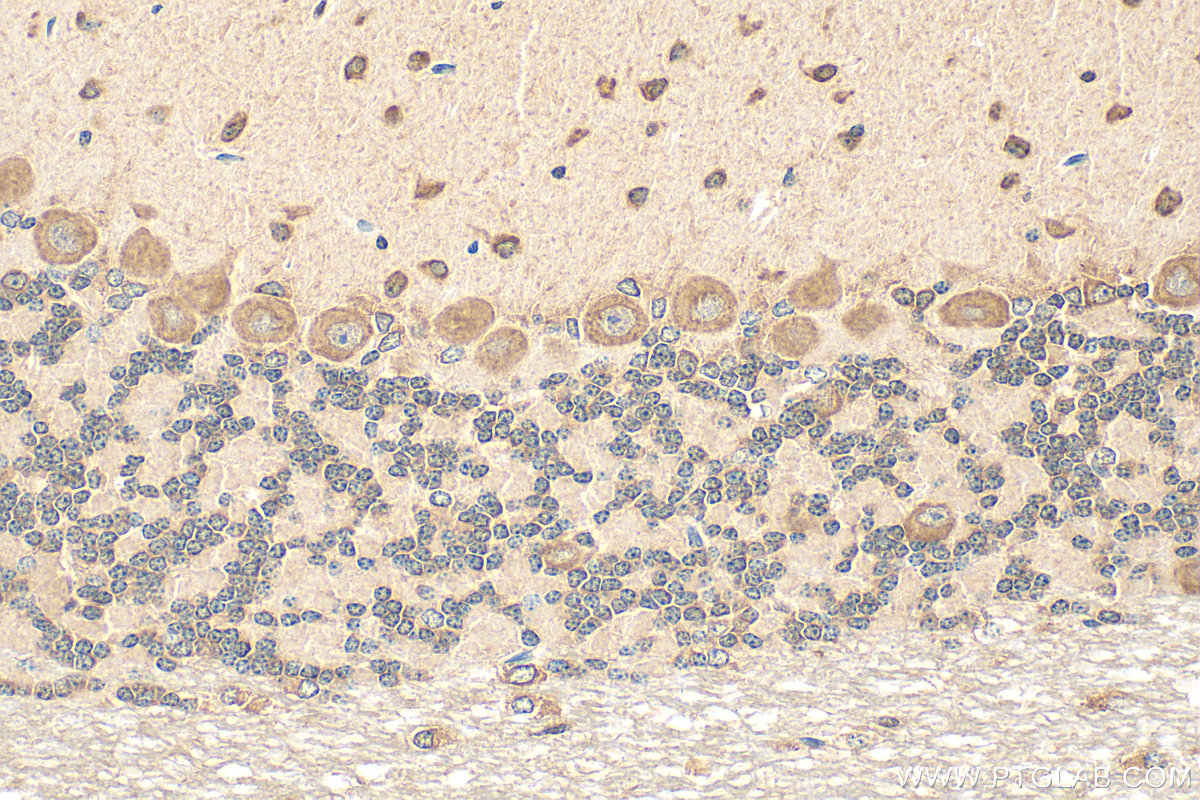 IHC staining of mouse cerebellum using 66539-1-Ig (same clone as 66539-1-PBS)