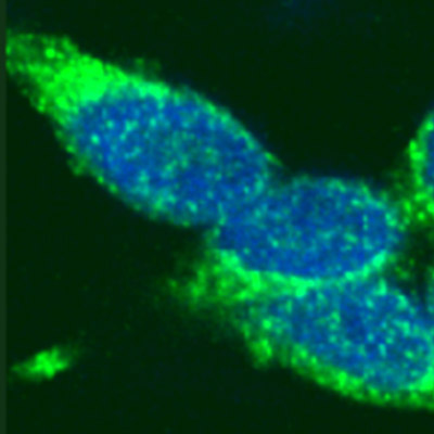 Rad51 pAb tested by immunofluorescence. HEK293 cells stained with Rad51 polyclonal antibody (green) and DAPI (blue).