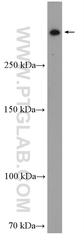 WB analysis of HeLa using 27606-1-AP