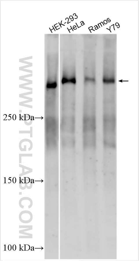 WB analysis using 27606-1-AP